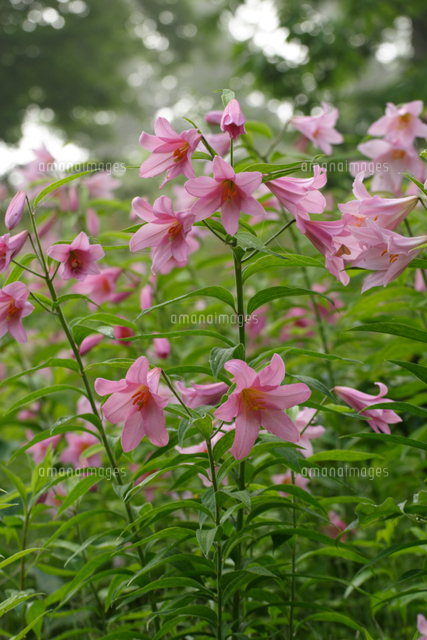 ヒメサユリ オトメユリ の花 の写真素材 イラスト素材 アマナイメージズ