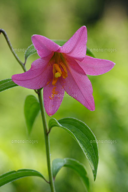 ヒメサユリ 花 の写真素材 イラスト素材 アマナイメージズ ヒメサユリ 花 の写真素材 イラスト素材 アマナイメージズ