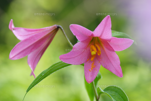 ヒメサユリ オトメユリ の花 の写真素材 イラスト素材 アマナイメージズ