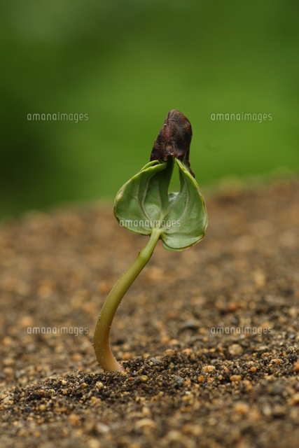 アサガオの発芽 の写真素材 イラスト素材 アマナイメージズ