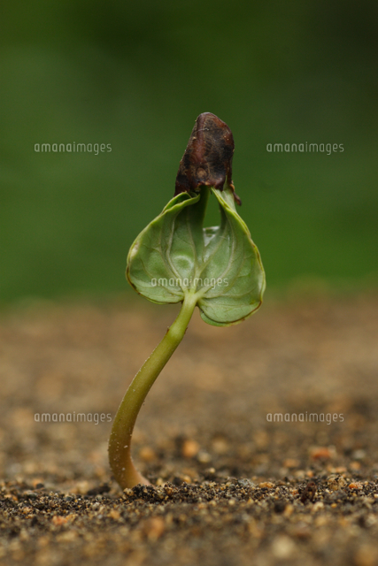 アサガオの発芽 の写真素材 イラスト素材 アマナイメージズ