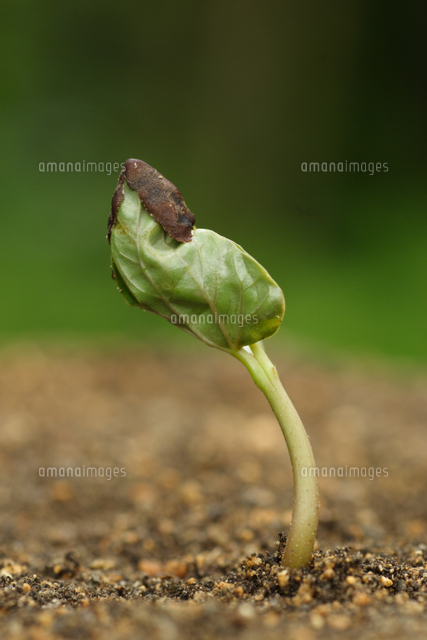 発芽するアサガオ の写真素材 イラスト素材 アマナイメージズ