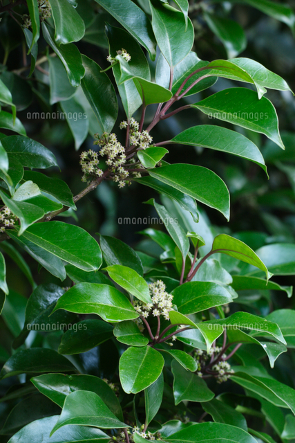 クロガネモチ 雌花 の写真素材 イラスト素材 アマナイメージズ