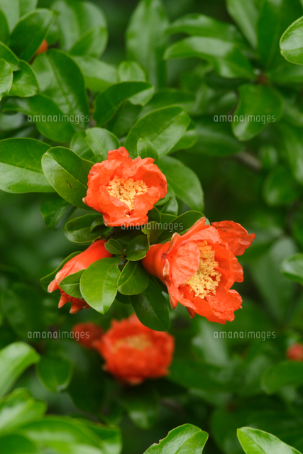 ザクロの花 の写真素材 イラスト素材 アマナイメージズ ザクロの花 の写真素材 イラスト素材 アマナイメージズ