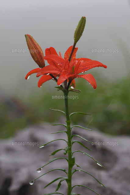 ヒメユリ 花 の写真素材 イラスト素材 アマナイメージズ