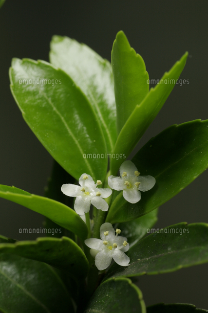 アカミノイヌツゲの花 の写真素材 イラスト素材 アマナイメージズ
