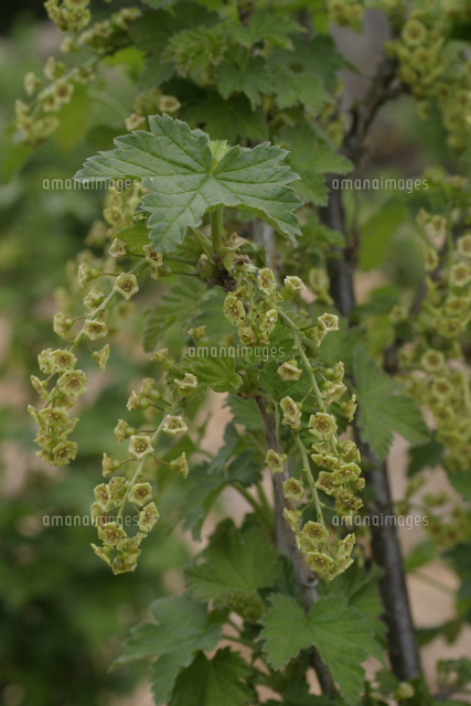 アカフサスグリの花 の写真素材 イラスト素材 アマナイメージズ アカフサスグリの花 の写真素材 イラスト素材 アマナイメージズ
