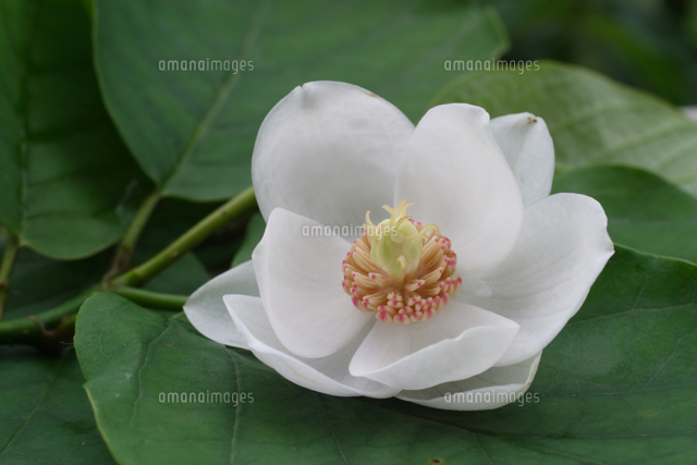 オオヤマレンゲ 花のアップ の写真素材 イラスト素材 アマナイメージズ