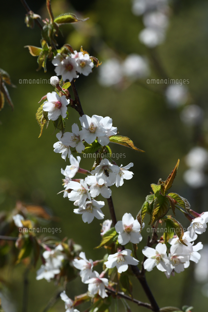 オクチョウジザクラの花[32171002277]の写真素材・イラスト素材｜アマナイメージズ