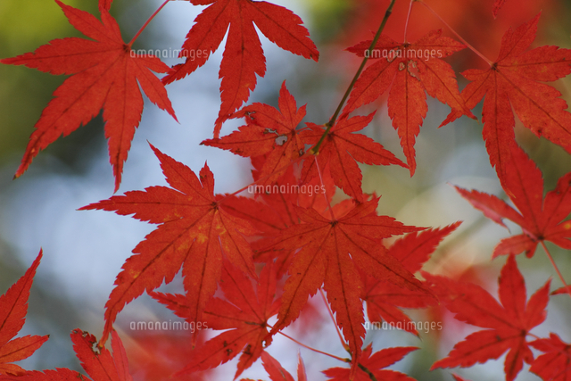 イロハモミジの紅葉[32171002465]の写真・イラスト素材｜アマナイメージズ