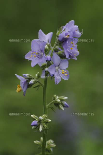 ハナシノブ 花 の写真素材 イラスト素材 アマナイメージズ ハナシノブ 花 の写真素材 イラスト素材 アマナイメージズ