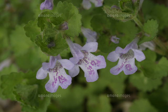 カキドオシ 花 の写真素材 イラスト素材 アマナイメージズ カキドオシ 花 の写真素材 イラスト素材 アマナイメージズ