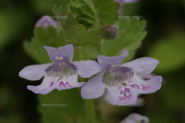 カキドオシ 花 の写真素材 イラスト素材 アマナイメージズ