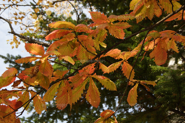 北の蝦夷 黄色く紅葉する ミズナラ 1メートル50センチ 4年苗