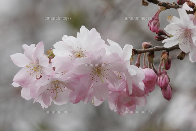 ジュウガツザクラ（十月桜）[32171004724]の写真・イラスト素材