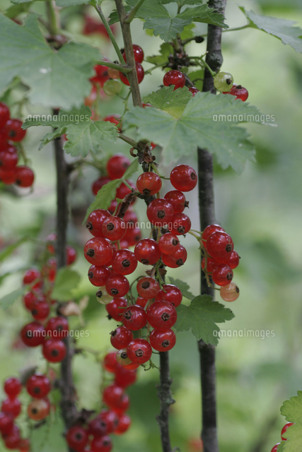 アカフサスグリの実 の写真素材 イラスト素材 アマナイメージズ アカフサスグリの実 の写真素材 イラスト素材 アマナイメージズ
