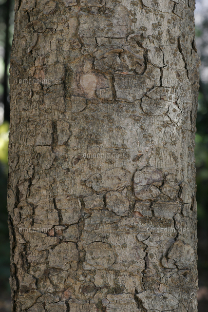 モミの樹皮[32171005133]の写真・イラスト素材｜アマナイメージズ