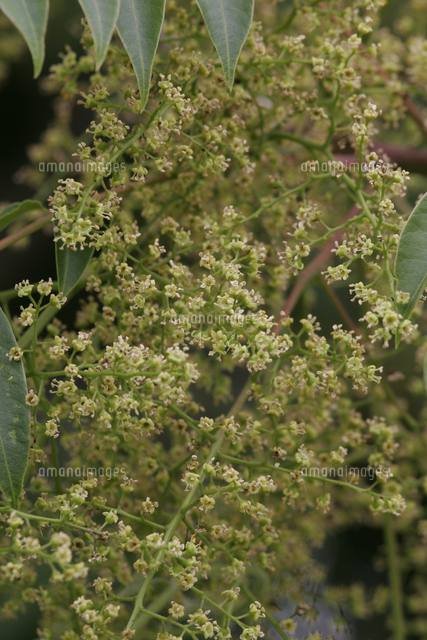 ハゼノキの花 の写真素材 イラスト素材 アマナイメージズ