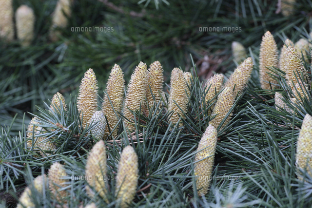 ヒマラヤスギの雄花 の写真素材 イラスト素材 アマナイメージズ