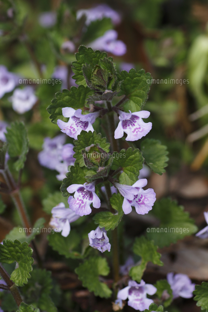 カキドオシの花 の写真素材 イラスト素材 アマナイメージズ