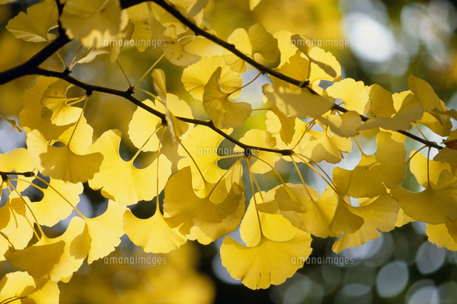 コナラの雄花と雌花 の写真素材 イラスト素材 アマナイメージズ コナラの雄花と雌花 の写真素材 イラスト素材 アマナイメージズ