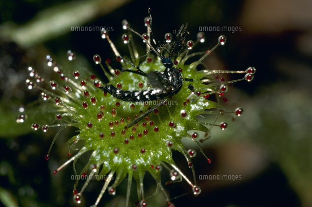 69 以上節約 食虫植物 ドロセラ コモウセンゴケ Www iwearparts Com