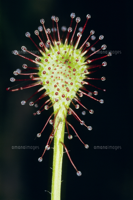 食虫植物 モウセンゴケの葉 アップ の写真素材 イラスト素材 アマナイメージズ
