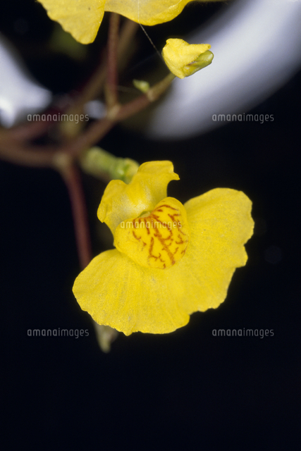 食虫植物 タヌキモの花 アップ の写真素材 イラスト素材 アマナイメージズ