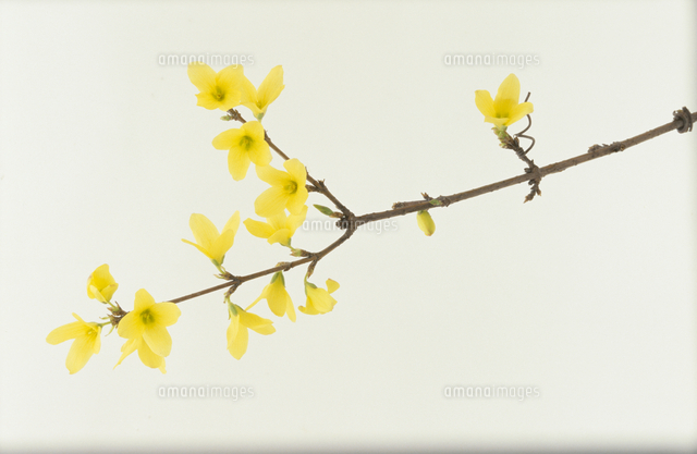 レンギョウ 花 の写真素材 イラスト素材 アマナイメージズ