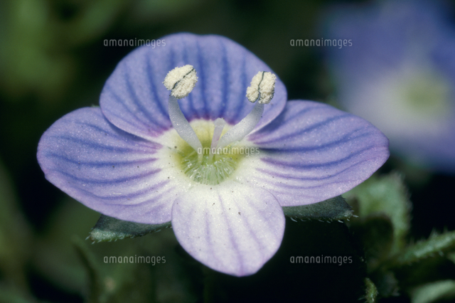 オオイヌノフグリの花 の写真素材 イラスト素材 アマナイメージズ