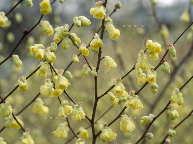 ヒュウガミズキ 花 の写真素材 イラスト素材 アマナイメージズ