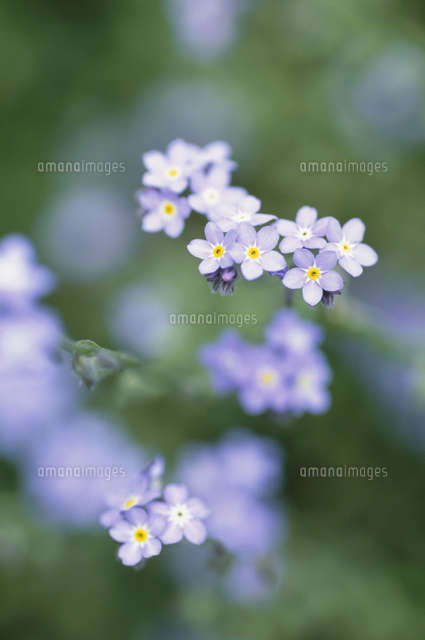 ワスレナグサ 花 の写真素材 イラスト素材 アマナイメージズ