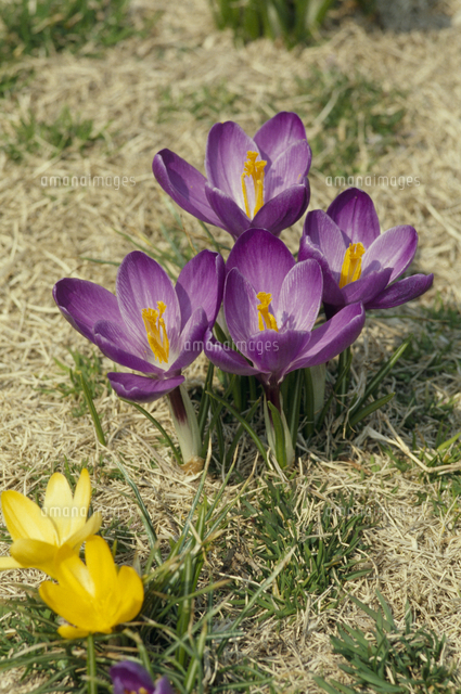 クロッカス 花 の写真素材 イラスト素材 アマナイメージズ