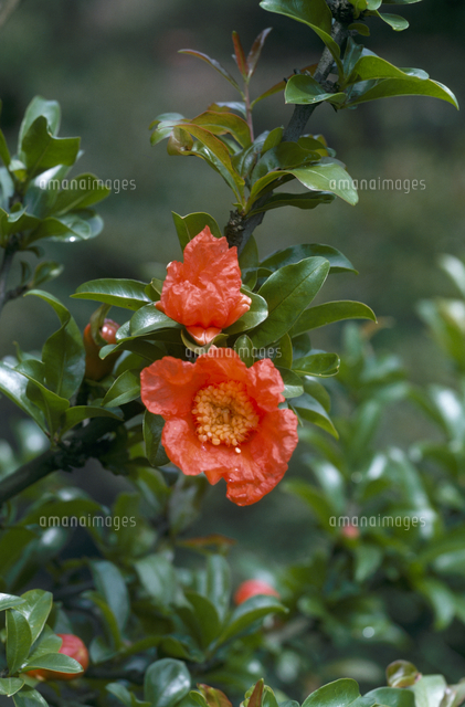 ザクロの花 の写真素材 イラスト素材 アマナイメージズ