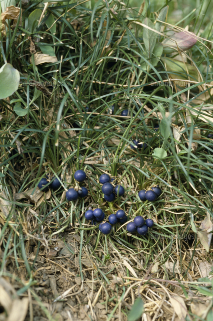 ジャノヒゲ リュウノヒゲ の実 の写真素材 イラスト素材 アマナイメージズ