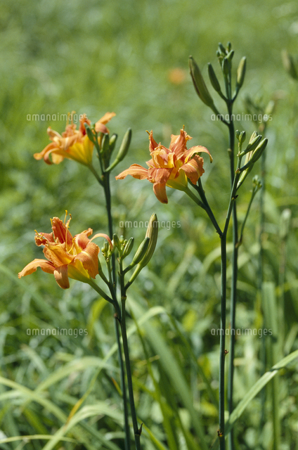 ヤブカンゾウの花 の写真素材 イラスト素材 アマナイメージズ