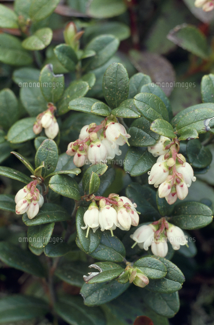 コケモモの花 の写真素材 イラスト素材 アマナイメージズ