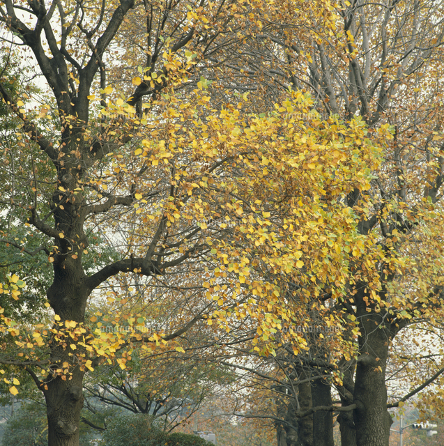 秋の街路樹 ユリノキ の写真素材 イラスト素材 アマナイメージズ