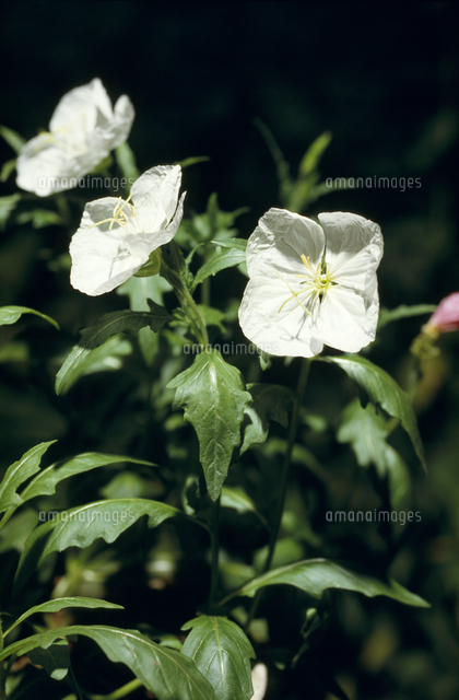 ツキミソウの花 の写真素材 イラスト素材 アマナイメージズ