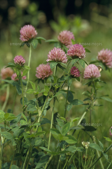 アカツメクサ（ムラサキツメクサ）の花[32171007612]の写真・イラスト