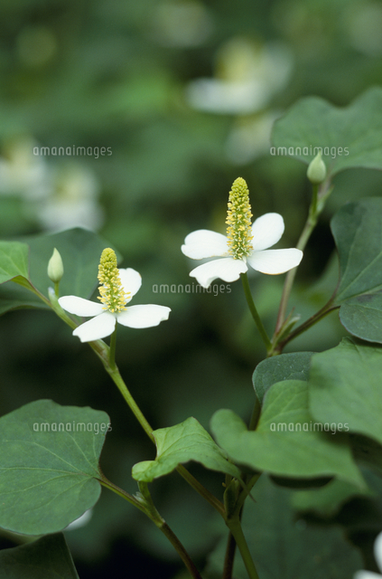 ドクダミの花 の写真素材 イラスト素材 アマナイメージズ ドクダミの花 の写真素材 イラスト素材 アマナイメージズ