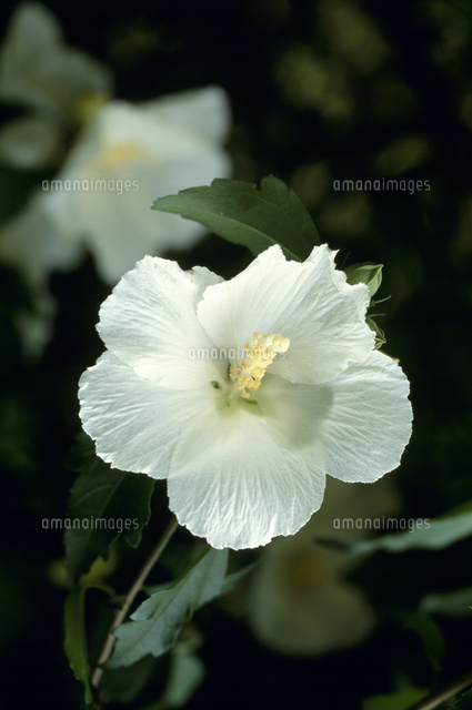 ムクゲの花 の写真素材 イラスト素材 アマナイメージズ