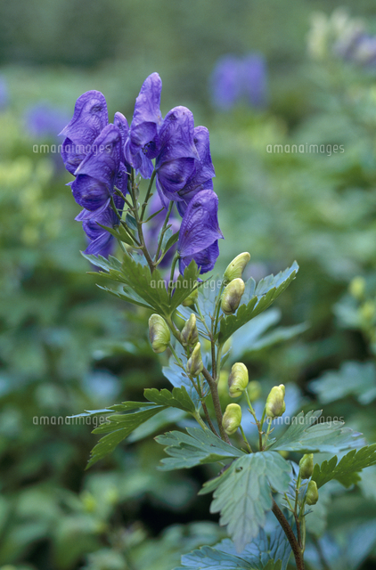 イブキトリカブトの花 の写真素材 イラスト素材 アマナイメージズ