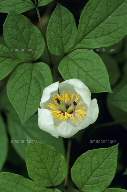 ヤマシャクヤクの花 の写真素材 イラスト素材 アマナイメージズ