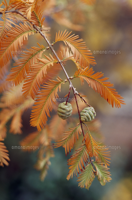 メタセコイアの実[32171007976]の写真・イラスト素材｜アマナイメージズ