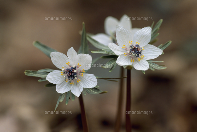 セツブンソウの花[32171008074]の写真・イラスト素材｜アマナイメージズ