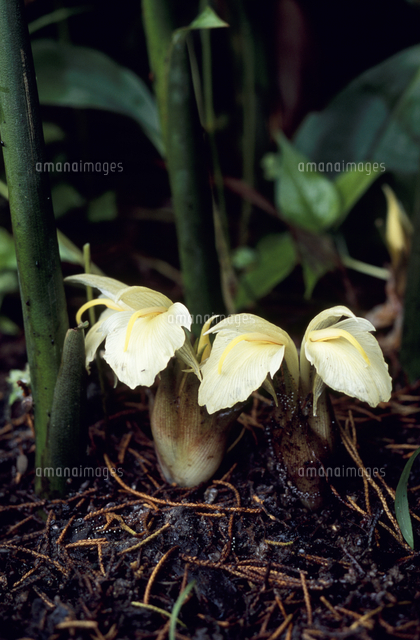 ミョウガの花 の写真素材 イラスト素材 アマナイメージズ