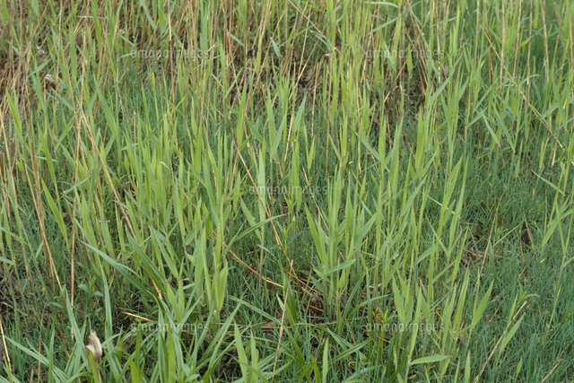 アシの若葉 の写真素材 イラスト素材 アマナイメージズ