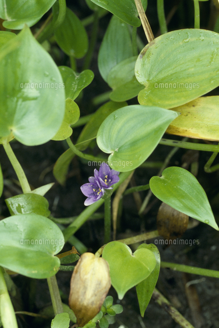 コナギの花 の写真素材 イラスト素材 アマナイメージズ コナギの花 の写真素材 イラスト素材 アマナイメージズ