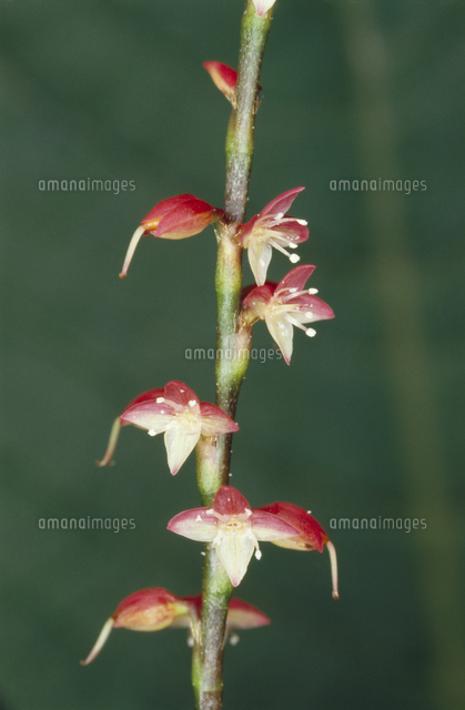 ミズヒキの花 の写真素材 イラスト素材 アマナイメージズ